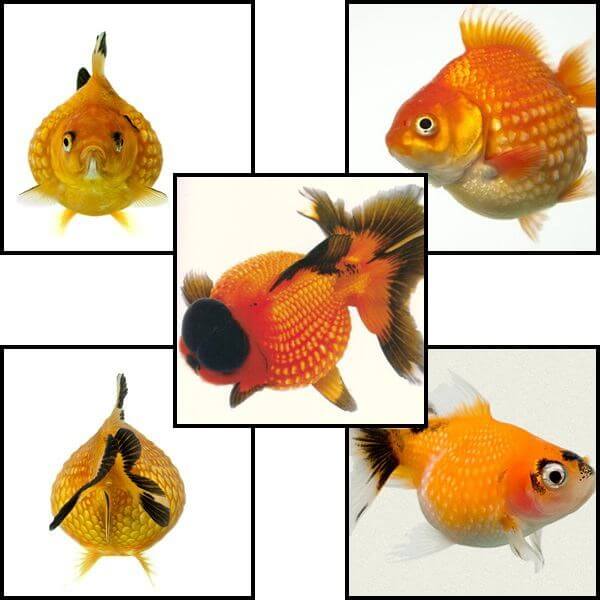 Pearlscale rizsszemes aranyhal