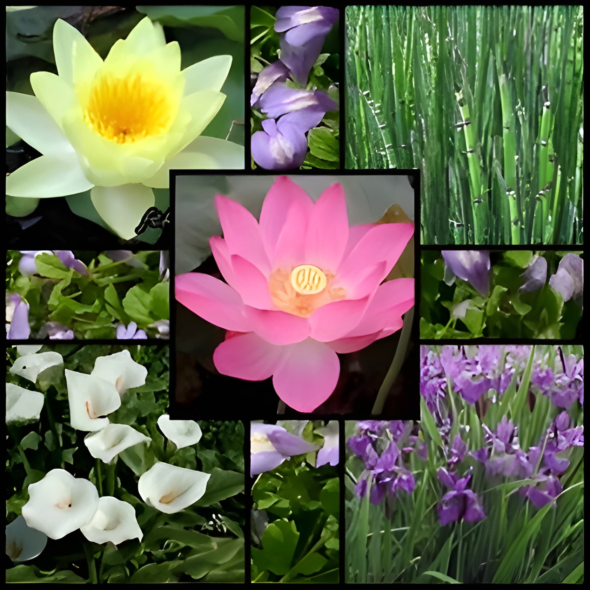 Kerti tavi növények