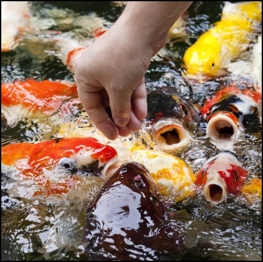 Legjobban kedvelt tavi haltápok