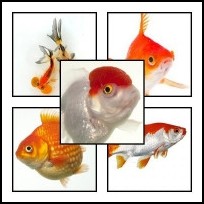 Kerti tavi, akváriumi aranyhalak