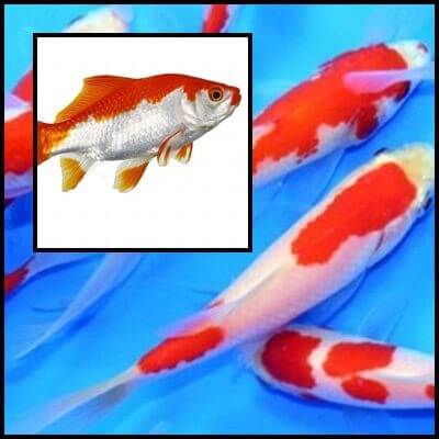 Sarasa piros/fehér aranyhal