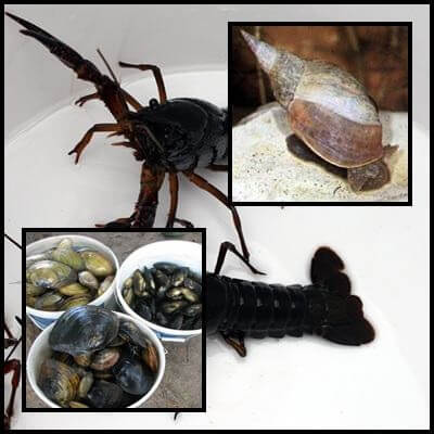 Kagylók, csigák, rákok kerti tóba