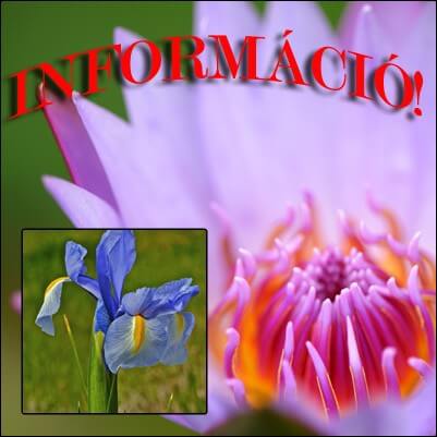 Tavi növények tavi rózsák ültetési tanácsa.