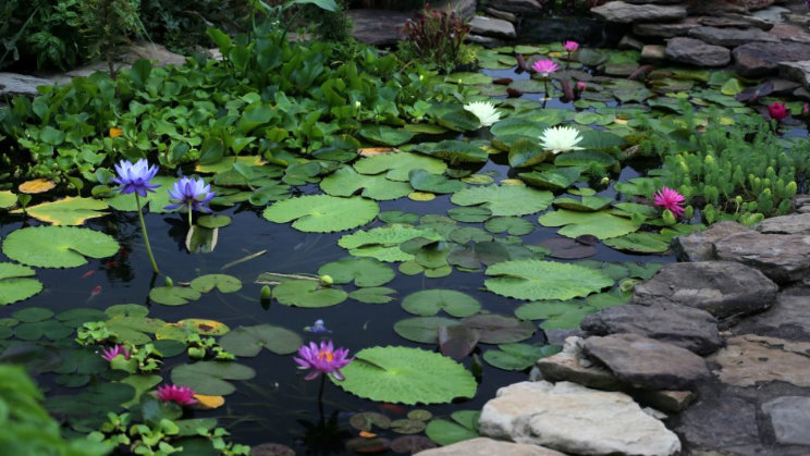 Kerti tó árnyékolása